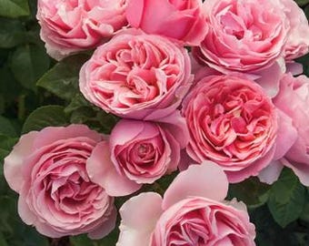 All Dressed Up Rose | AMAZINGLY BEAUTIFUL Live Pink Rose Bush | Romantic Blooms | Repeat Flowering | Fragrant Garden Rose