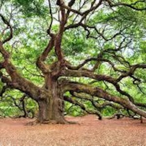 Puede incluir: Un árbol grande y maduro con un tronco masivo y ramas extensas. Las ramas se extienden hacia afuera, creando un amplio dosel de hojas verdes. La corteza del árbol es texturizada y marrón, y el suelo debajo está cubierto de material marrón rojizo.