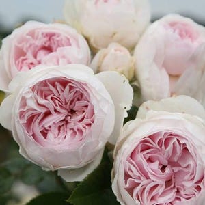 Earth Angel Rose Live Plant – A Heavenly Addition to Your Garden!