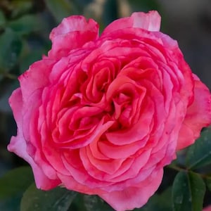 Heavenly Scented Rose - MUST HAVE for Rose collectors | Pink, Fragrant, Grafted | 10" Potted Live Plant
