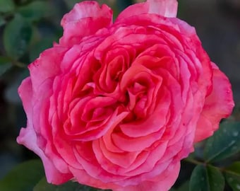 Heavenly Scented Rose - MUST HAVE for Rose collectors | Pink, Fragrant, Grafted | 10" Potted Live Plant