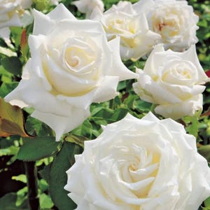 RARE Stunning Pope John Paul II Hybrid Tea Rose | Hard to find live Rose Collectible plant