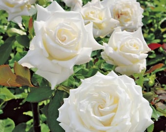 May include: Close-up of several white rose blooms with multiple petals. The roses are in various stages of bloom, with some fully open and others still budding. Green leaves and stems surround the flowers, creating a natural backdrop.