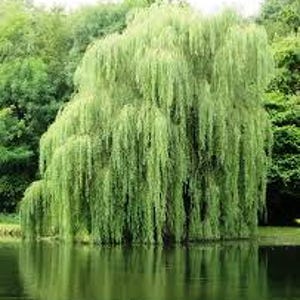 Graciös startväxt av gråtande pil (20-30 cm) – Elegant landskapsträd med frodigt grönt bladverk – Perfekt för trädgårdar och utomhusutrymmen
