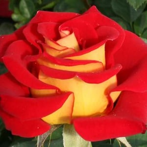 Ketchup and Mustard Rose Bush – Bold Bi-Color Blooms! | Live Rose Plant | Zones 6-10 | Unique Garden Gift | Fragrant & Eye-Catching
