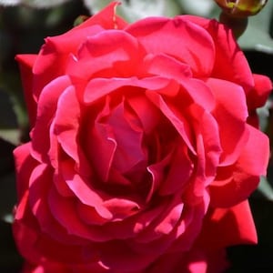 Knock Out & Double Knock Out Rose Bushes | Easy-Care, Disease-Resistant Roses | Choose Your Bloom Style