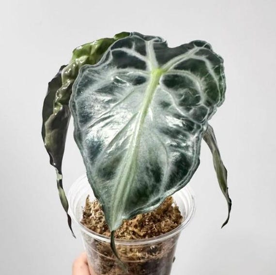 Alocasia 'venom' – Rare Exotic Aroid | Choose: Corm, Pup, or