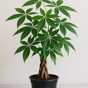 May include: A braided trunk money tree plant with dark green leaves in a black plastic pot. The plant is on a white surface.