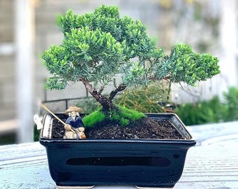 生きたジュニパー盆栽（樹齢6年） – 禅風ギフト | 屋内/屋外用観葉植物