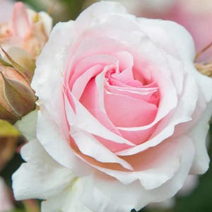 Hawkeye Belle Rose - A Timeless Beauty for Your Garden!