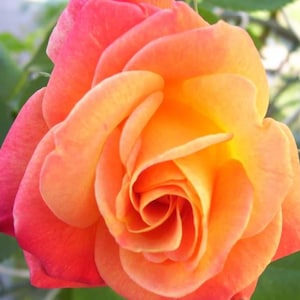 Joseph’s Coat Climbing Rose | Live Multicolor Rose Plant | Vibrant Fragrant Blooms for Garden Trellises & Arbors