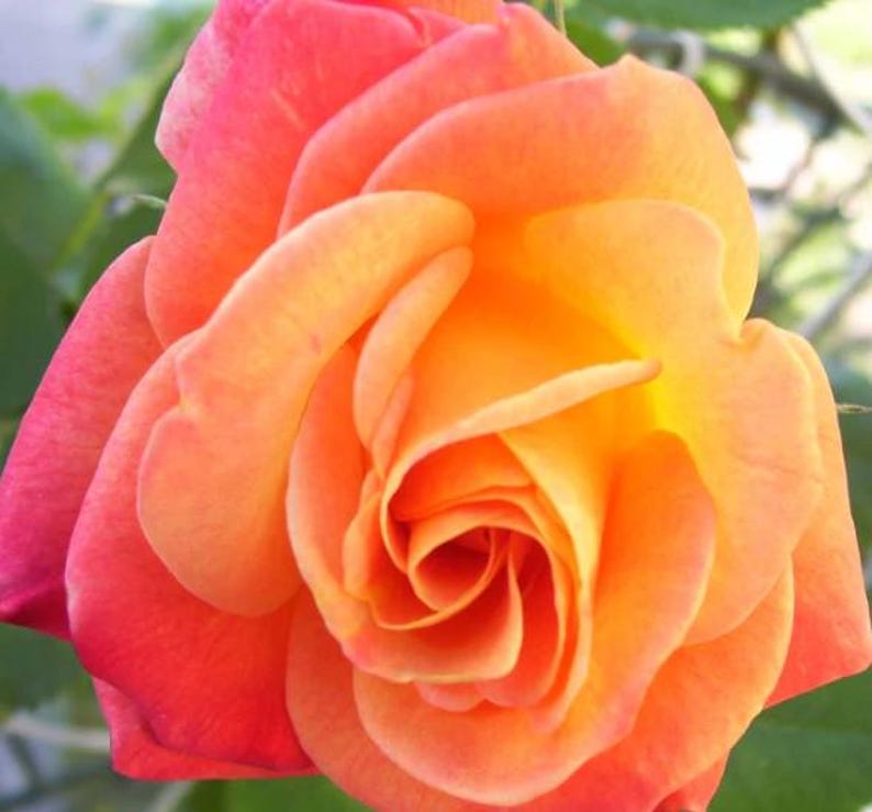 JustLivingSouthern Joseph’s Coat Climbing Rose - Thumbnail 2