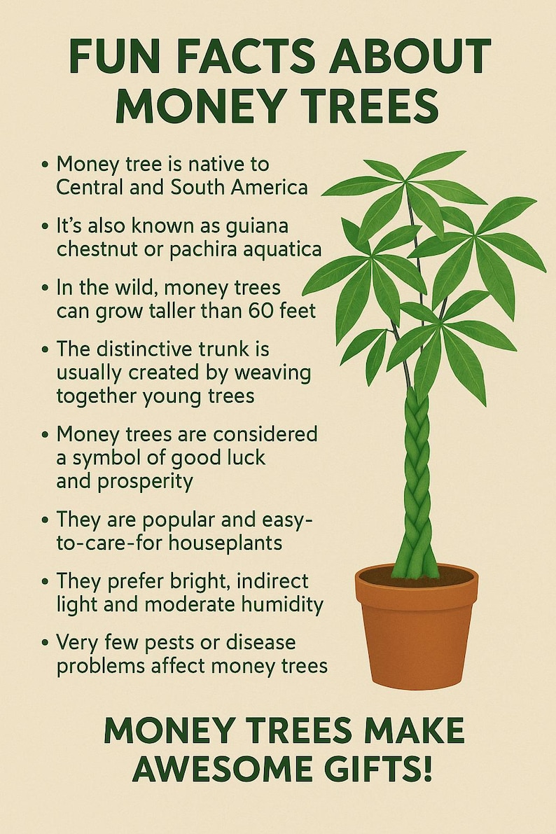 May include: A green money tree plant with a braided trunk in a brown pot. The plant is a popular houseplant and is said to bring good luck and prosperity.  "FUN FACTS ABOUT MONEY TREES" and "MONEY TREES MAKE AWESOME GIFTS!" are written in green text on the image.