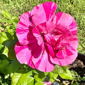 Fly So High Climbing Rose | Fragrant Climbing Rose | Live Rose Bush for Trellis, Arbors & Fences | Rare Climbing Rose. 3 Gallon Pot