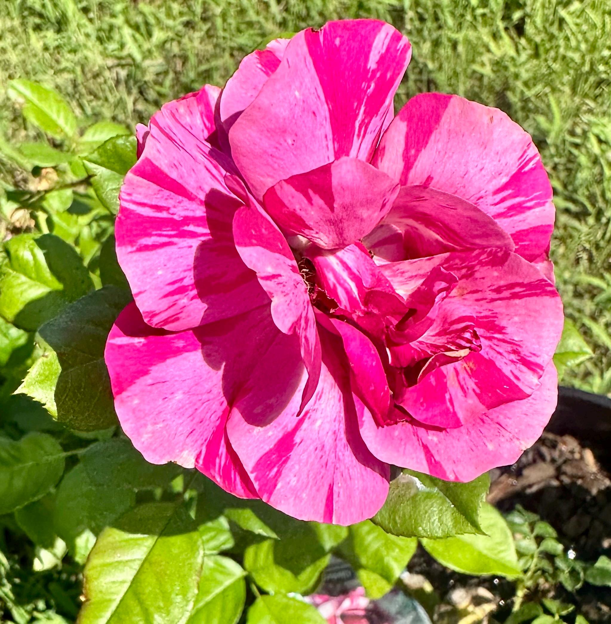 Fly so High Climbing Rose | Fragrant Climbing Rose | Live Rose