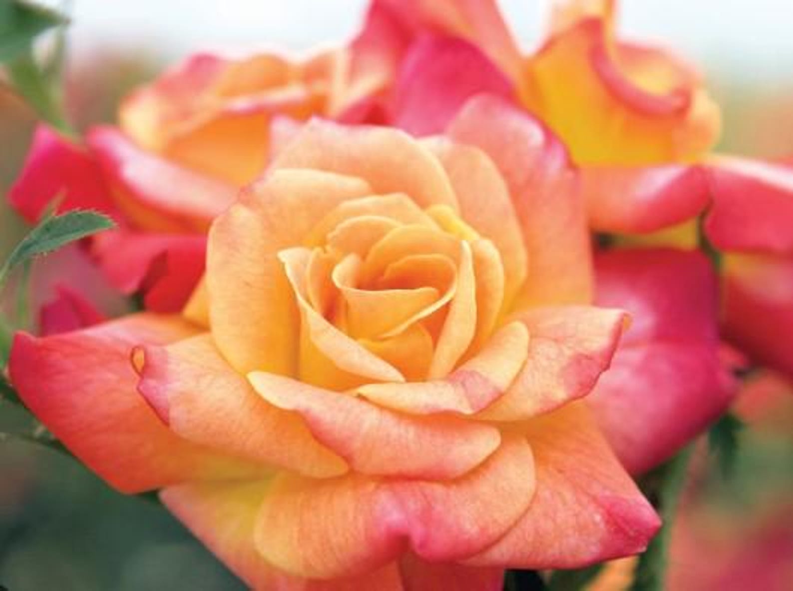 Joseph’s Coat Climbing Rose | Live Multicolor Rose Plant | Vibrant ...
