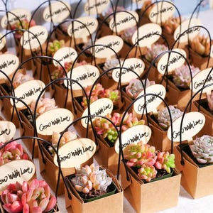 ADORABLE Live Succulent Favors - Weddings, baby shower, bridal shower...etc.