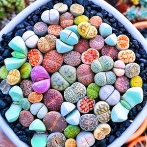 Lithops seeds mix (Living stones) / 25  seeds