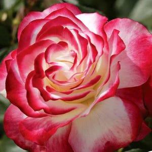AMAZING Cherry Parfait Rose | Live Bi-Color Rose Bush | Red & White Blooms | Fragrant Garden Rose | Repeat Bloomer