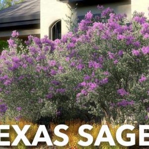 Salvia de Texas / Planta Cenizo / Nativa tolerante a la sequía / FLORECE DESPUÉS DE LLOVER