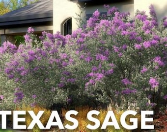 Sauge du Texas | Plante Cenizo | Autochtone tolérant à la sécheresse | LA FLORAISON APRÈS LA PLUIE