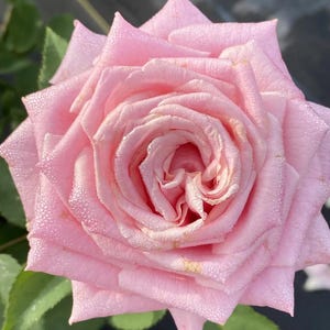 Belinda’s Dream Shrub Rose | Texas Tough Rose | Live Plant with Fragrant Pink Blooms