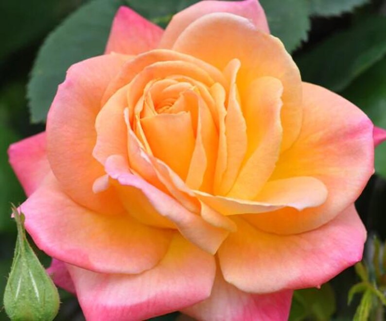 JustLivingSouthern Joseph’s Coat Climbing Rose