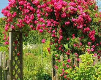 May include: A wooden garden gate and fence are covered in vibrant pink roses, creating an archway. The scene is set against a backdrop of lush greenery and a bright blue sky with fluffy white clouds, evoking a sense of tranquility.