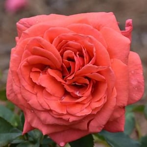 BEAUTIFUL coral-colored Fragrant Cloud Rose – Live Rose Bush| Intense Coral-Red Rose | Strong Fragrance | Award-Winning Hybrid Tea Rose