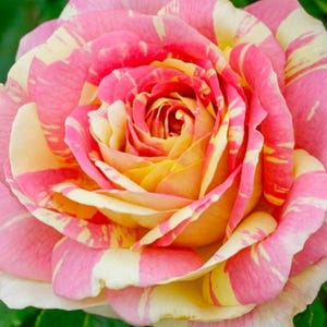 May include: Close-up of a rose with pink and yellow striped petals. The center of the flower is a vibrant yellow, transitioning to pink and white stripes on the outer petals. The rose is in full bloom, showcasing its layered petals.