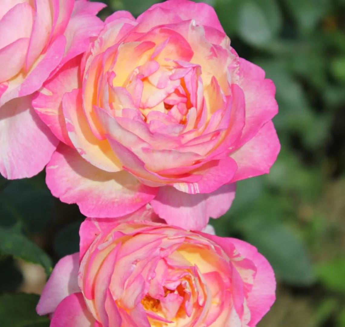 Chagall Roses Marc Chagall Live Rose Plant | Unique Pink-cream Blooms | Rare Garden ...