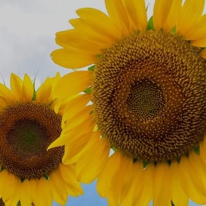 Mammoth Sunflower Seeds | Giant Heirloom Variety | Easy to Grow | Perfect for Pollinators & Privacy