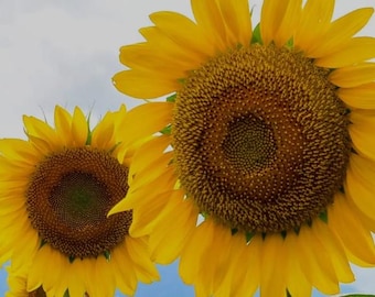 Semi di girasole Mammoth / Varietà gigante antica / Facili da coltivare / Perfetti per gli impollinatori e per la privacy