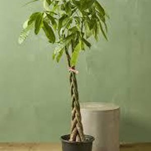 May include: A braided trunk money tree plant in a black pot. The plant has green leaves and is growing tall.