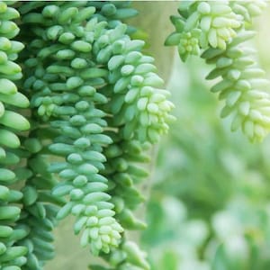 Stonecrop &#39;Donkey Tail&#39; - Succulent Perfection!