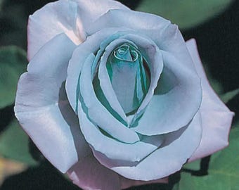 May include: A single light blue rose with a light green center. The rose is in full bloom and has a soft, delicate appearance.