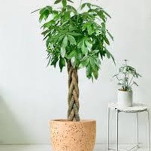 May include: A braided trunk houseplant with large, green leaves in a speckled, light brown ceramic pot.