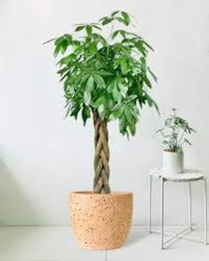 May include: A braided trunk houseplant with large, green leaves in a speckled, light brown ceramic pot.
