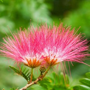 5 Mimosa Tree Seeds | Fast-Growing Pink Silk Tree | Albizia julibrissin | Drought Tolerant & Pollinator-Friendly