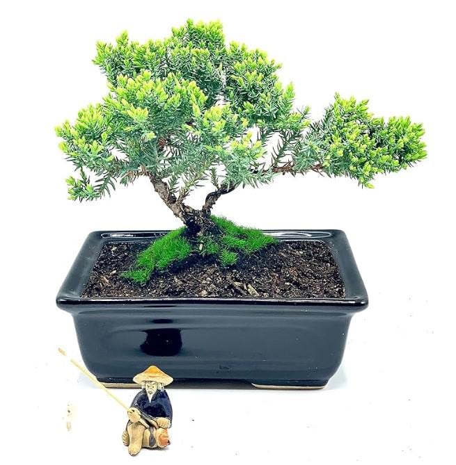Live Juniper Bonsai Tree (6 Years Old) – Zen-inspired Gift