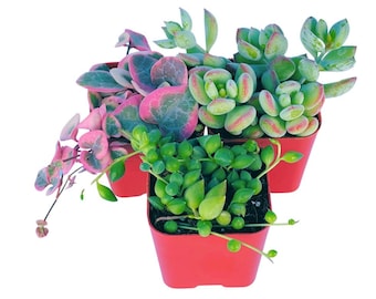 Lot de 3 plantes succulentes vivantes, lot de plantes à suspendre, entièrement enracinées