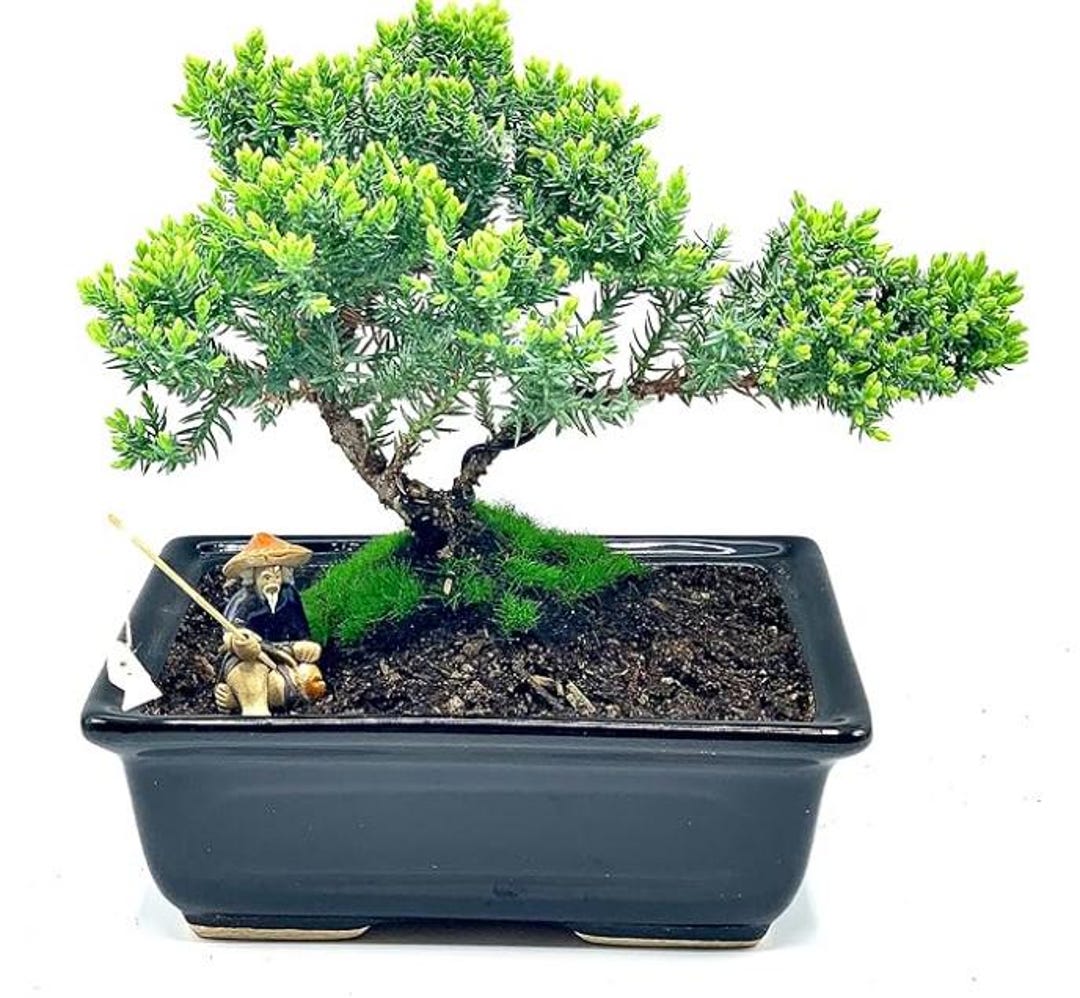 生きたジュニパー盆栽（樹齢6年） – 禅風ギフト | 屋内/屋外用観葉植物