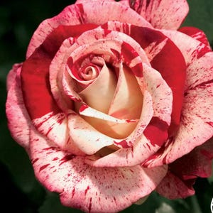 RARE - Rock & Roll Rose - A Bold, Show-Stopping Bloom!