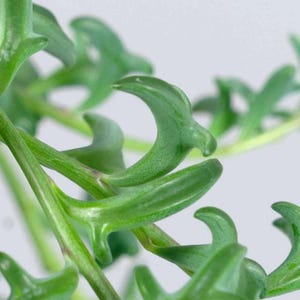 String of Dolphins Starter Plant | Unique Dolphin-Shaped Leaves | Collectible Succulent | Indoor Trailing Plant