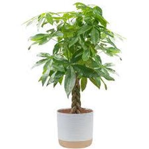 Money tree | Desk plant | Symbol of Prosperity | Easy-Care Gift Plant