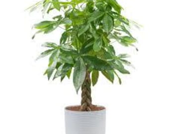 Money tree | Desk plant | Symbol of Prosperity | Easy-Care Gift Plant