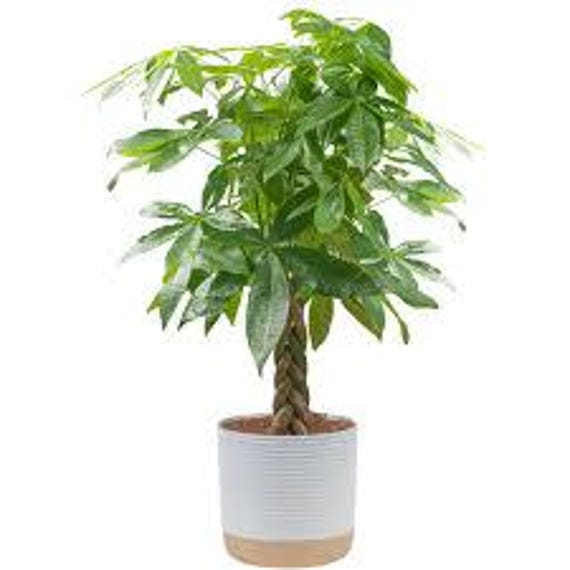Money tree | Desk plant | Symbol of Prosperity | Easy-Care Gift Plant