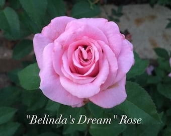 Belinda's Dream Shrub Rose | Texas Tough Rose | Live Plant With