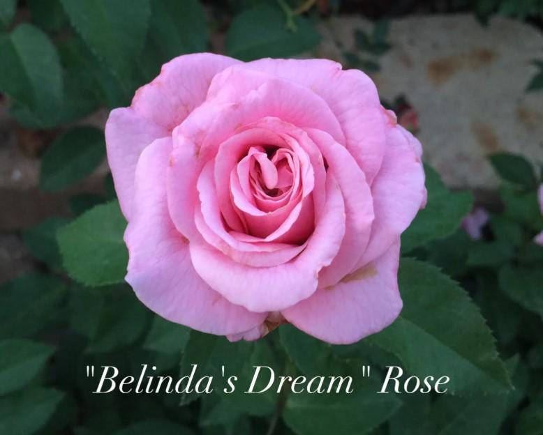 Belinda's Dream Shrub Rose | Texas Tough Rose | Live Plant With