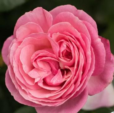 All Dressed up Rose | AMAZINGLY BEAUTIFUL Live Pink Rose Bush | Romantic Blooms | Repeat Flowering | Fragrant Garden Rose